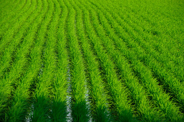 bright green and beautiful rice fields