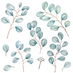 Floral eucalyptus branches set. Silvery green leaves clipart isolated on white. Watercolor illustration for wedding, greetings, wallpapers