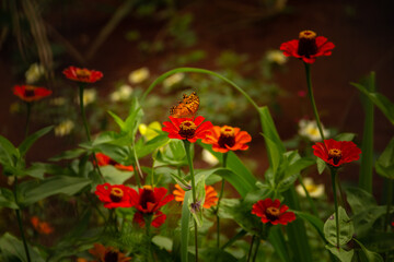 Uma borboleta sobre uma flor em um jardim.