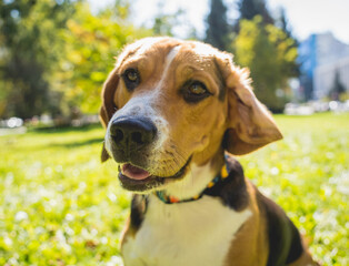 Portrait of cute beagle dog at the park.