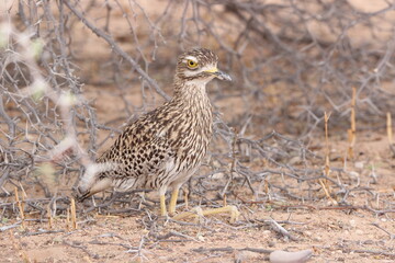 Spotted Thick-knee in the Kgalagadi