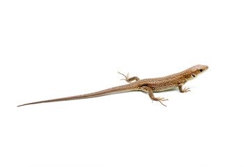 Brown lizard on white isolated background. 
