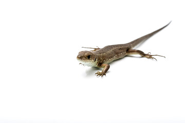 Brown lizard on white isolated background. 