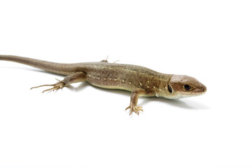 Naklejka premium Brown lizard on white isolated background. 