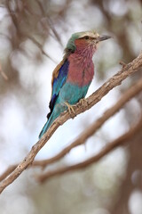 Lilac-breasted Roller in the Kgalagadi