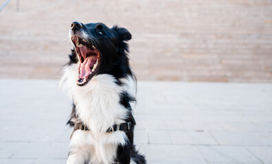 Young border collie dog yawning with copy space