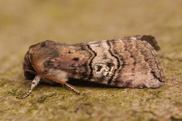 Closeup of the figure of eighty moth, Tethea ocularis, sitting on a piece of wood