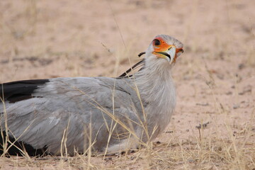 Secretary Bird in the Kgalagadi