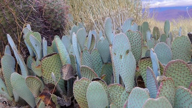 Beavertail (Opuntia basilaris), Cacti of California. USA