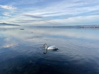 白鳥　湖　鳥　自然　癒し　白　山　