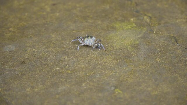 mini crab near the shore