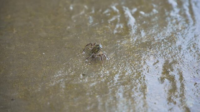 mini crab near the shore