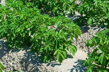 Agriculture in Netherlads, farm sandy fields in Zealand with growing potato vegetables