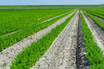 Fototapeta na wymiar Agriculture in Netherlads, farm sandy fields with growing carrot vegetables
