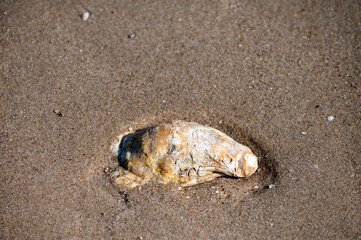 Wild creuse oyster on sandy beach at low tide, Zeeland, Netherlands