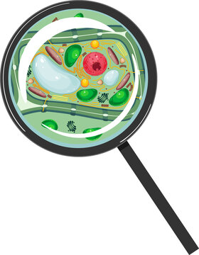 Plant cell under magnifying glass isolated on white background