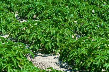 Agriculture in Netherlads, farm sandy fields in Zealand with growing potato vegetables