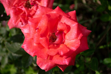 a pink rose shot from the top with a soft defocus in the background.