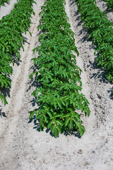 Agriculture in Netherlads, farm sandy fields in Zealand with growing potato vegetables