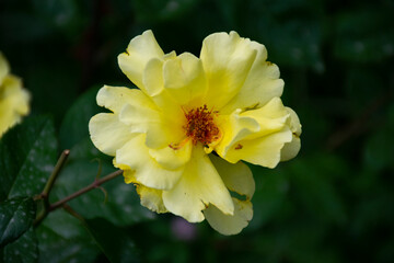 Yellow rose with damaged leaves on a green background.