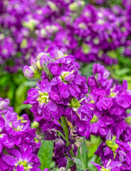 vibrant mauve hoary stock flowers closeup in the garden, strong bokeh background