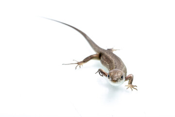 Brown lizard on white isolated background. 