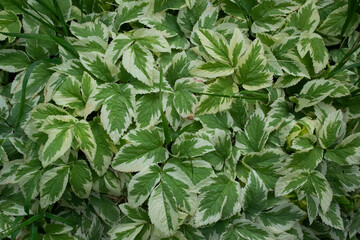 Green and white baground of leaves.
