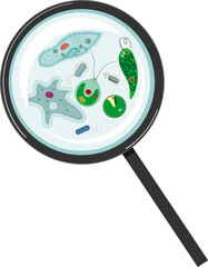 Microscopic unicellular organisms: protozoa (Paramecium caudatum, Amoeba proteus, Chlamydomonas, Euglena viridis), green algae (Chlorella, Spirogyra) and bacteria under magnifying glass