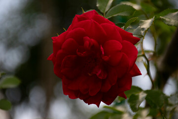 Изящная красно-розовая роза в фокусе на расфокусированном фоне.
