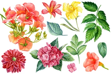  Watercolor exotic flowers Campsis, dahlia, hydrangea, lily. Botanical illustration, isolated on white background. © Hanna