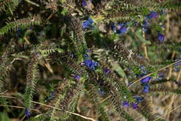 A dry plant with purple flowers.