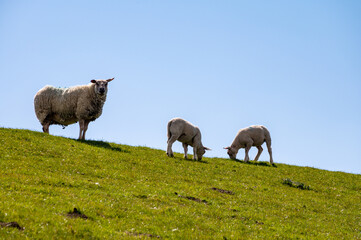 Group of adult and young lambs grazing grenn grass on farm in Zeeland, Netherlands