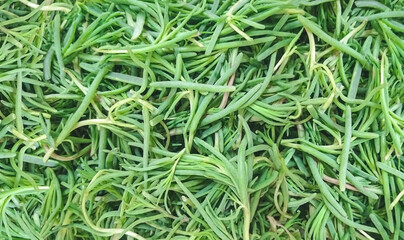 fresh green romeritos (Suaeda spp.) Main ingredient to prepare 