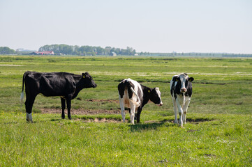 Fototapeta na wymiar Black and white cow grazing green grass on polders of Zeeland, Netherlands