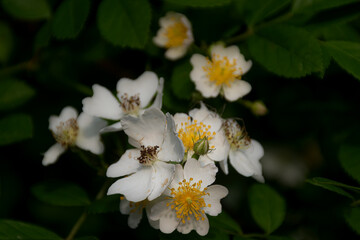 The bud of this wild rose peaks out from behind the already blooming flowers around it.  