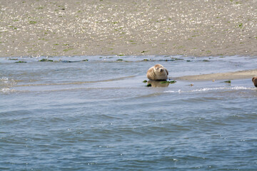Fototapeta premium Animal collection, group of big sea seals resting on sandy beach during low tide in Oosterschelde, Zeeland, Netherlands