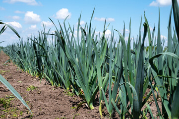 Farm fields with rows of growing green leek onion