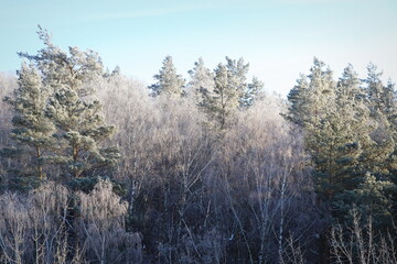 Winter landscape. Trees and bushes with hoarfrost. The cold season. a grayish-white crystalline deposit of frozen water vapor formed in clear still weather