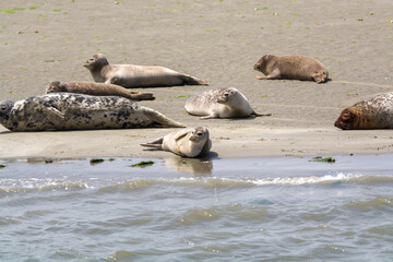 Animal collection, group of big sea seals resting on sandy beach during low tide in Oosterschelde, Zeeland, Netherlands