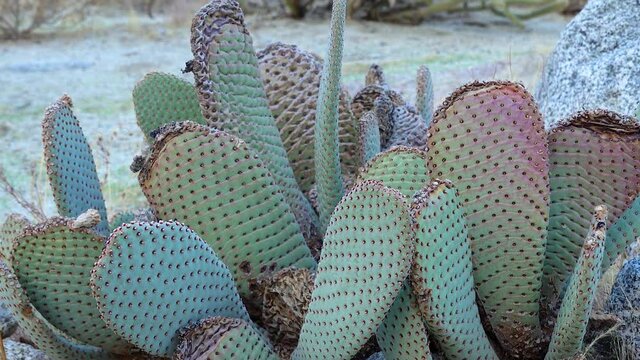 Beavertail (Opuntia basilaris), Cacti of California. USA