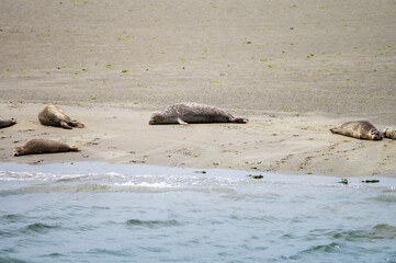 Fototapeta premium Animal collection, group of big sea seals resting on sandy beach during low tide in Oosterschelde, Zeeland, Netherlands
