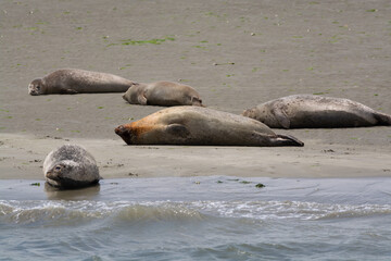 Fototapeta premium Animal collection, group of big sea seals resting on sandy beach during low tide in Oosterschelde, Zeeland, Netherlands