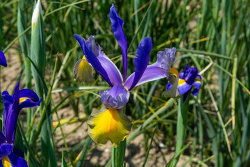 Blossom of colorful water iris flowers in garden