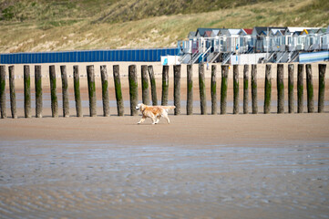 Playful dog enjoying on North sea sandy beach near Zoutelande, Zeeland, Netherlands