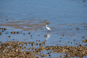 White sea birds catching oysters shellfish in Oesterschelde at low tide, Zeeland, Netherlands