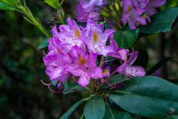 Blossom of purple phododendron flowers, evergreen decorative plant.