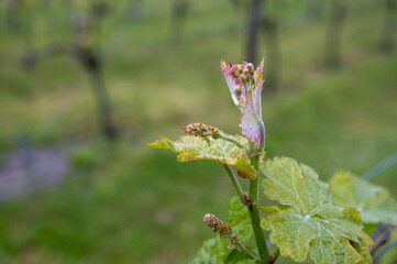 Fototapeta premium Dutch winery in North Brabant, young shoots of grape leaves on green vineyards in Netherlands