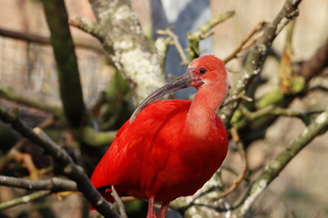 oiseau