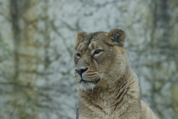 lion