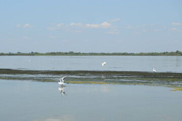Lake view with birds during a boat trip in the Danube Delta.